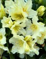 Rhododendron 'Patty Bee' (Dwergrhododendron)