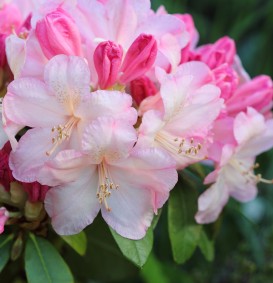 Rhododendron yakushimanum 'Percy Wiseman' (Rhododendron yakushimanum 'Percy Wiseman')