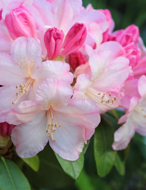 Rhododendron yakushimanum 'Percy Wiseman' (Rhododendron yakushimanum 'Percy Wiseman')