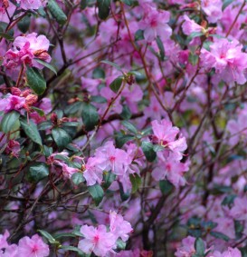 Rhododendron  'Praecox' (Dwergrhododendron)