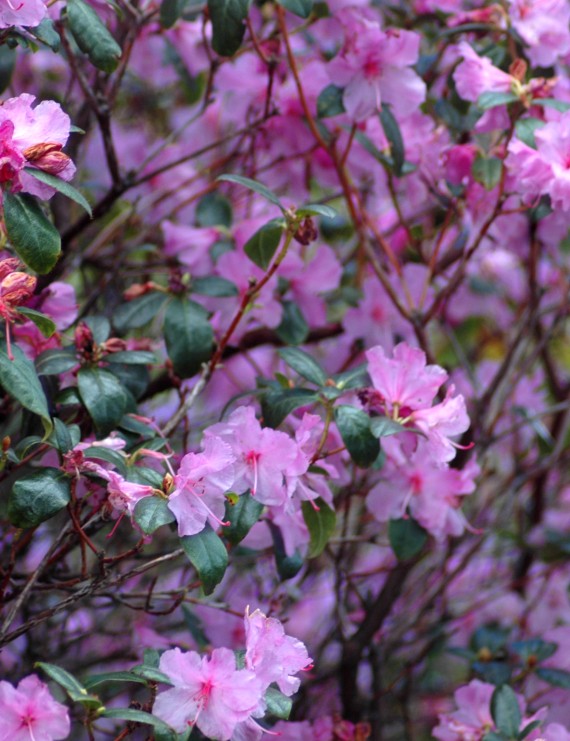 Rhododendron  'Praecox' (Dwergrhododendron)
