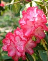 Rhododendron hybride 'President Rooseveld'