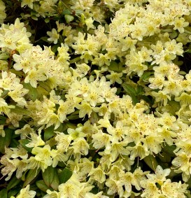 Rhododendron 'Princess Ann' (Dwergrhododendron)