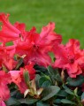 Rhododendron 'Scarlet Wonder' (Rhododendron)