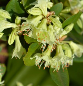 Rhododendron 'Shamrock' (Dwergrhododendron)