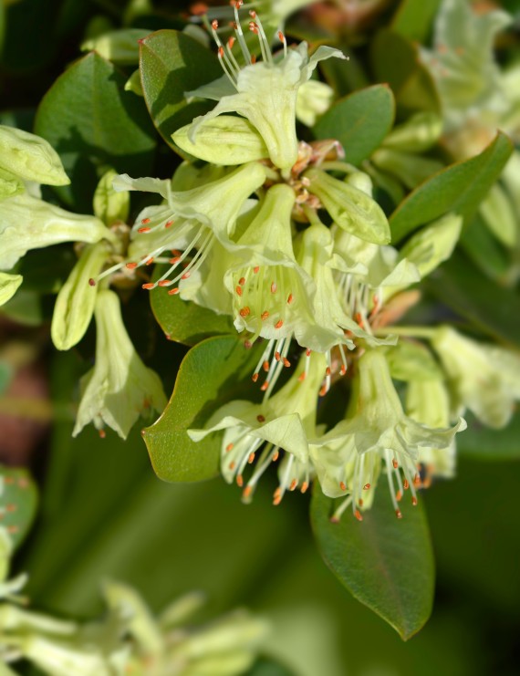 Rhododendron 'Shamrock' (Dwergrhododendron)