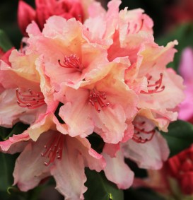 Rhododendron hybride 'Tort. Orange' (Rhododendron hybride 'Tort. Orange')