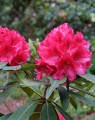 Rhododendron hybride 'Wilgens Ruby'