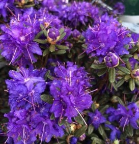 Rhododendron  'Ahrend's Favorite' (Dwergrhododendron)