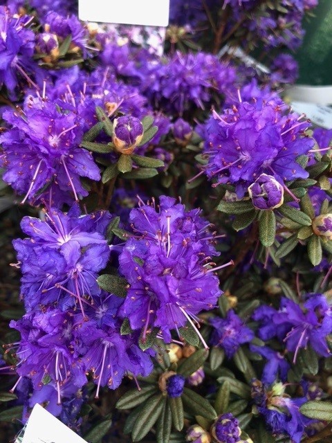 Rhododendron  'Ahrend's Favorite' (Dwergrhododendron)