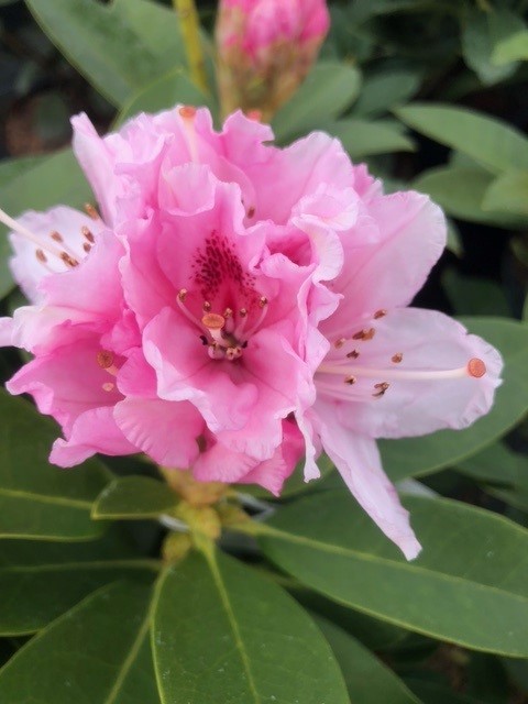 Rhododendron hybride 'Albert Schweitzer'