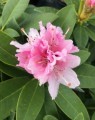 Rhododendron hybride 'Albert Schweitzer'