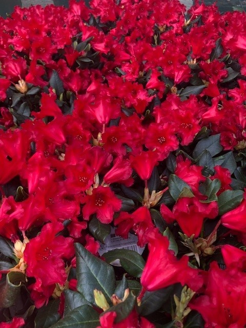 Rhododendron 'Baden Baden' (Dwergrhododendron)