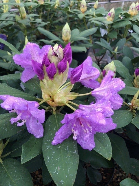 Rhododendron hybride 'Blue Peter'