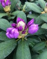 Rhododendron hybride 'Blue Peter'