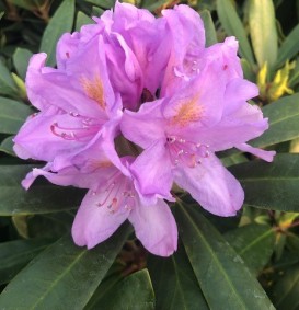 Rhododendron hybride 'Catawbiense'