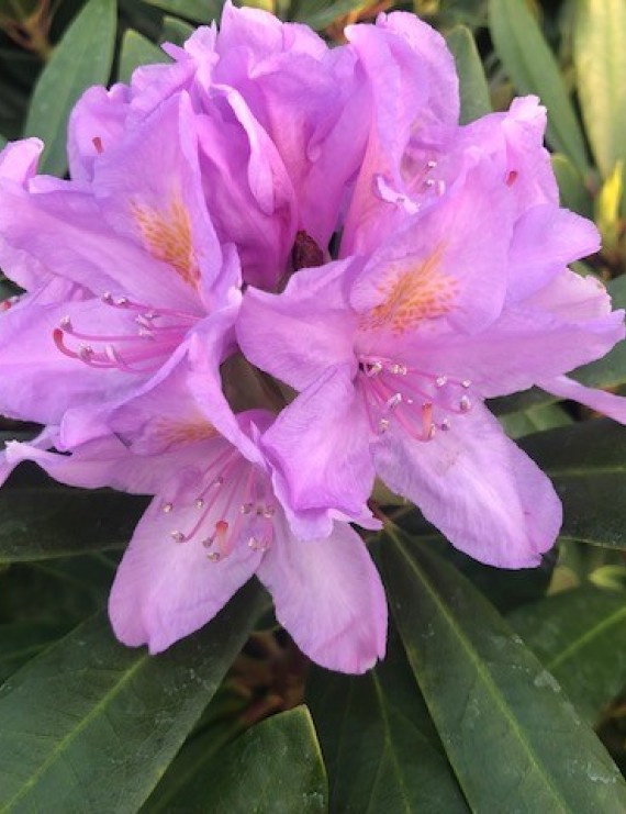 Rhododendron hybride 'Catawbiense'
