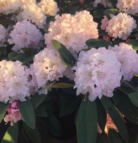 Rhododendron hybride 'Christmas Cheer'