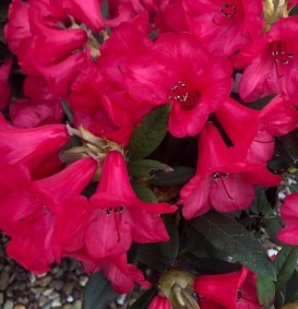 Rhododendron 'Elisabeth' (Dwergrhododendron)