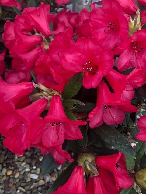 Rhododendron 'Elisabeth' (Dwergrhododendron)