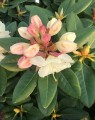 Rhododendron hybride 'Horizon monarch'