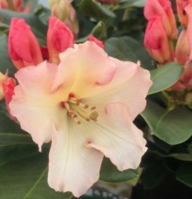 Rhododendron hybride 'Horizon monarch'