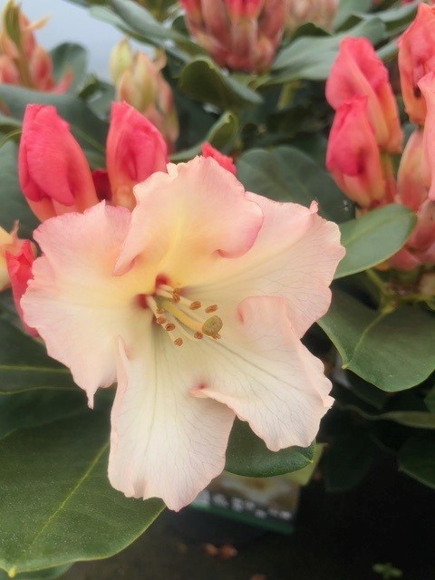 Rhododendron hybride 'Horizon monarch'
