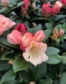 Rhododendron hybride 'Horizon monarch'