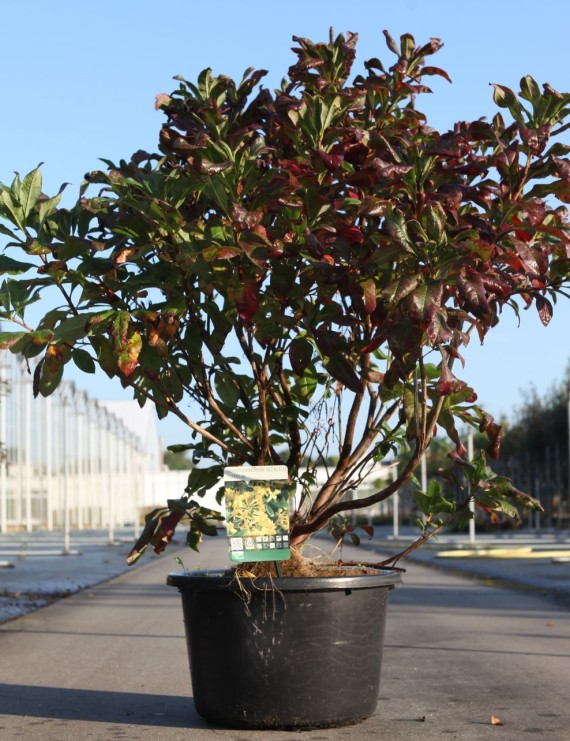 Azalea pontica (Rhododendron luteum) (Bosazalea)