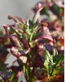 Azalea pontica (Rhododendron luteum) (Bosazalea)
