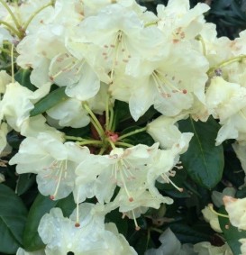 Rhododendron hybride 'Nancy Evans'
