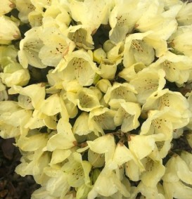 Rhododendron 'Patty Bee' (Dwergrhododendron)