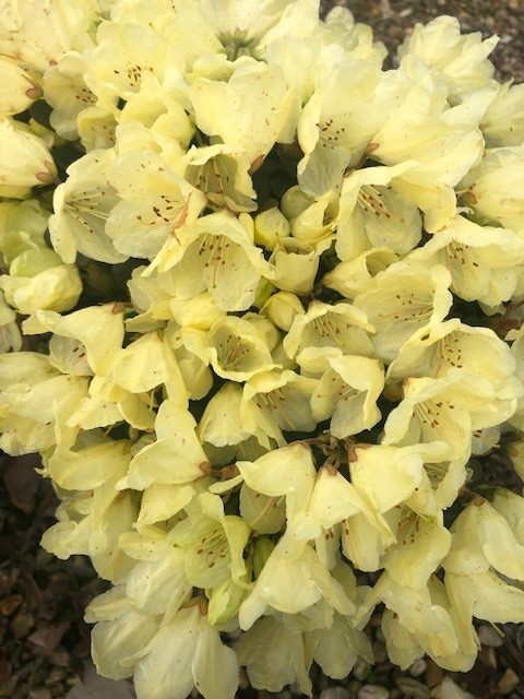 Rhododendron 'Patty Bee' (Dwergrhododendron)