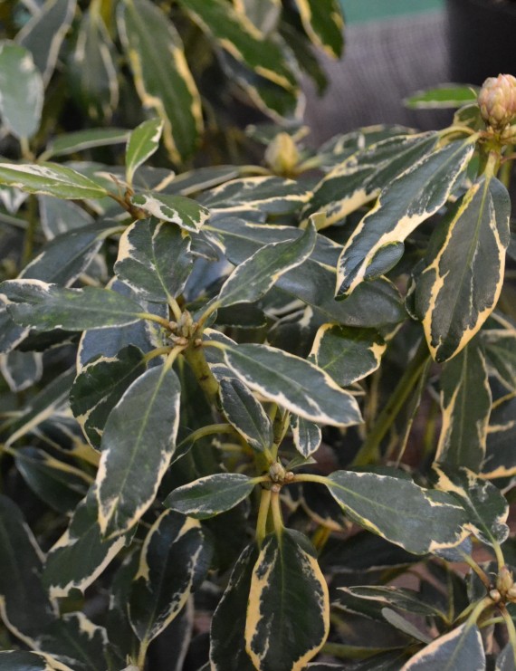 Rhododendron ponticum 'Variegatum' (Rhododendron ponticum 'Variegatum')