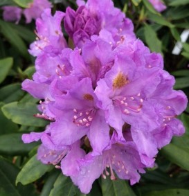 Rhododendron ponticum (wilde rhododendron)
