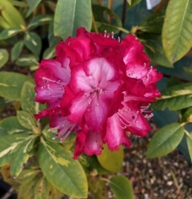 Rhododendron hybride 'President Rooseveld'