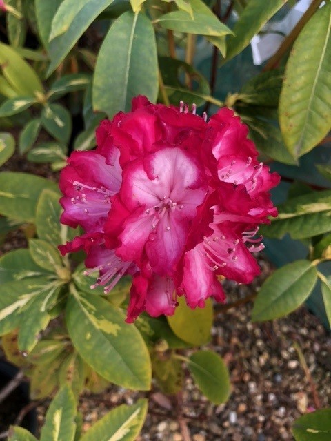 Rhododendron hybride 'President Rooseveld'