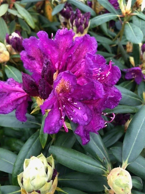 Rhododendron hybride 'Purple Splendour'