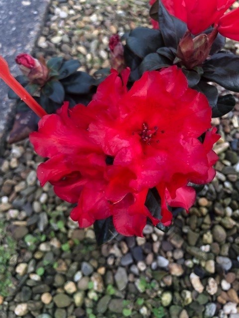 Rhododendron 'Scarlet Wonder' (Rhododendron)