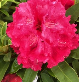 Rhododendron hybride 'Wilgens Ruby'