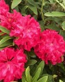 Rhododendron hybride 'Wilgens Ruby'