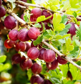 Stekelbes rood 'Hinnonmaki Rod'  (Ribes uva-crispa)