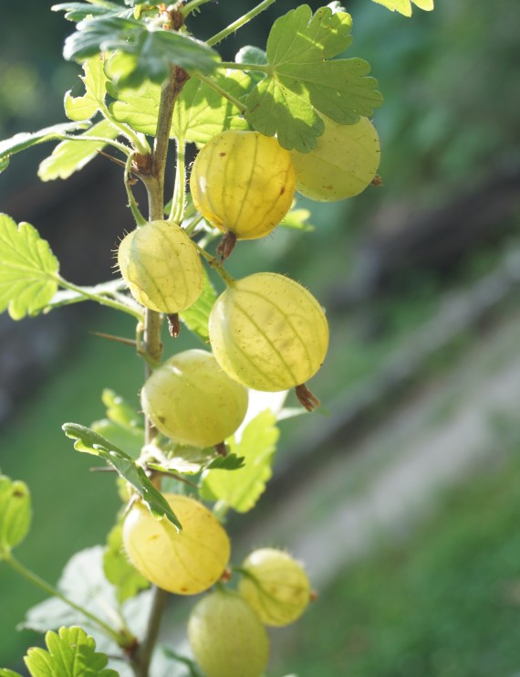 Stekelbes wit 'Invicta'  (Ribes uva-crispa)