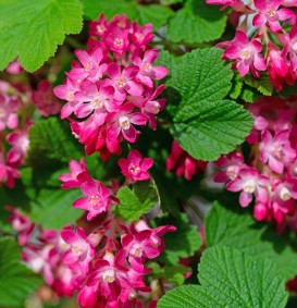 Ribes sanguineum 'King Edward VII' (Rode Ribes)