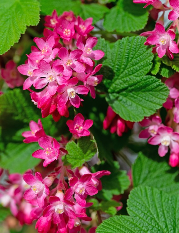 Ribes sanguineum 'King Edward VII' (Rode Ribes)