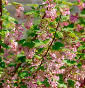 Ribes sanguineum  (Rose ribes)