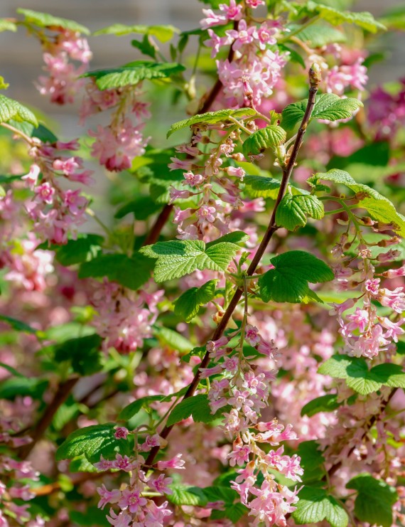 Ribes sanguineum  (Rose ribes)