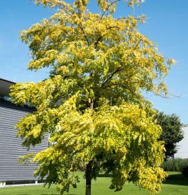 Robinia pseudoacacia 'Frisia' (Valse acacia)