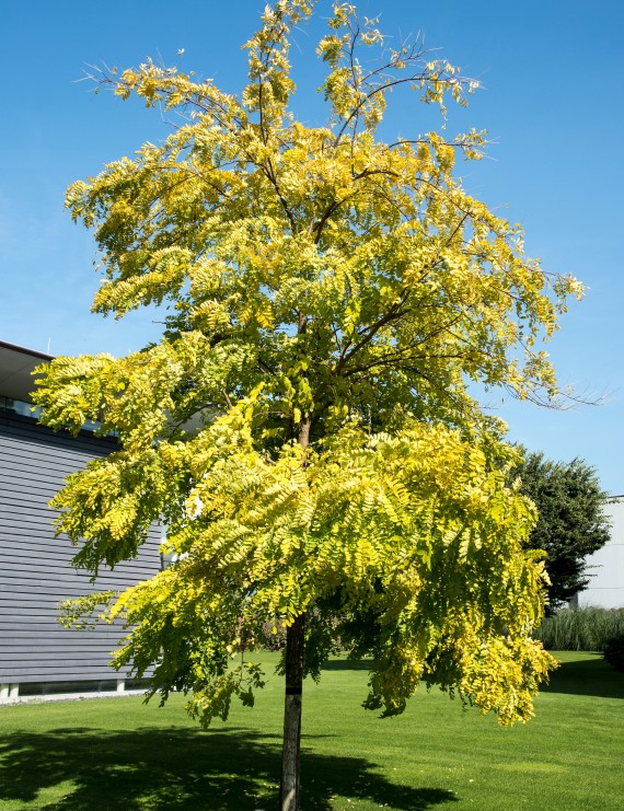 Robinia pseudoacacia 'Frisia' (Valse acacia) Robinia pseudoacacia 'Frisia' (Valse acacia)
