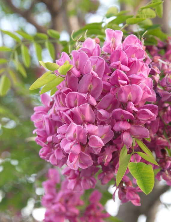 Robinia elliottii (= hispida) (Roze regen)